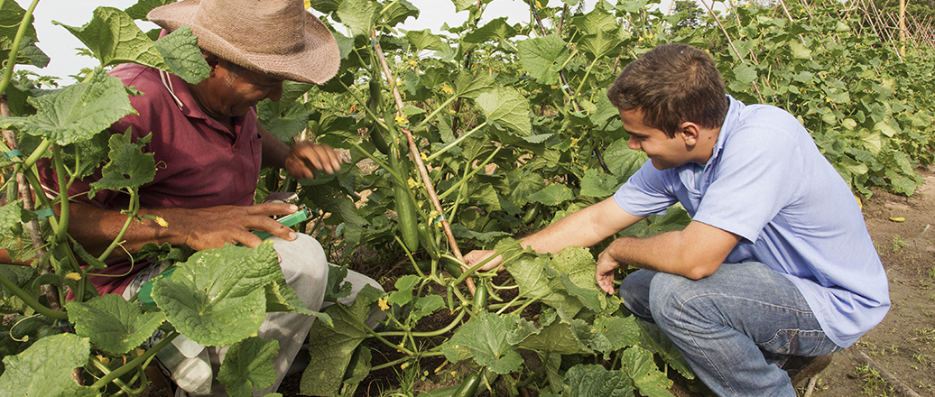 two men inspecting cucumber plants